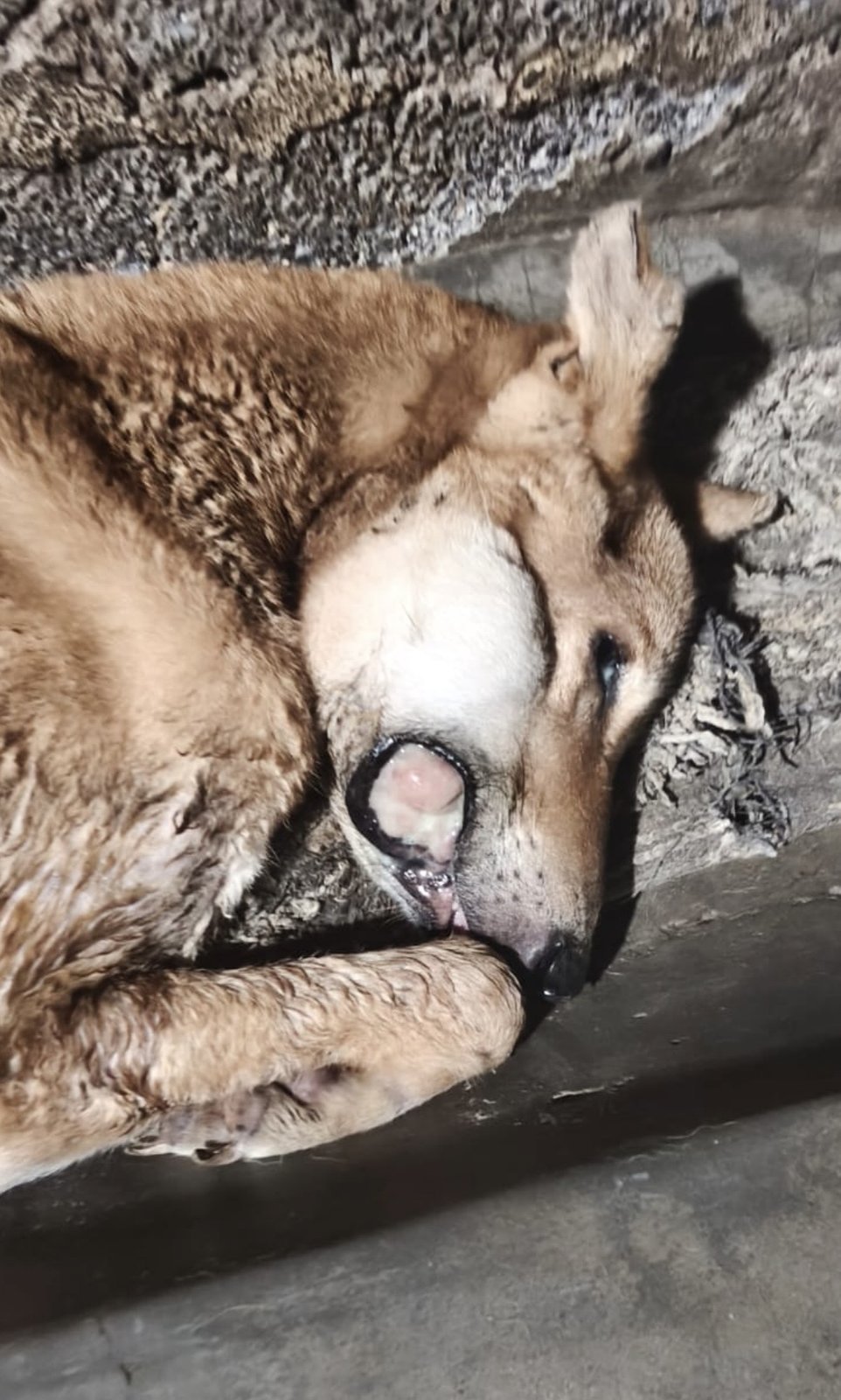 A dog resting, receiving care