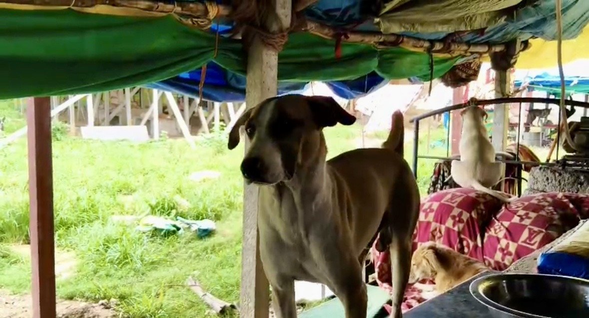 A dog under the shelter