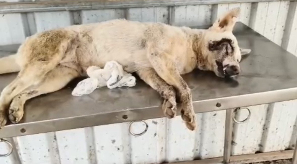 A rescued dog being cared for