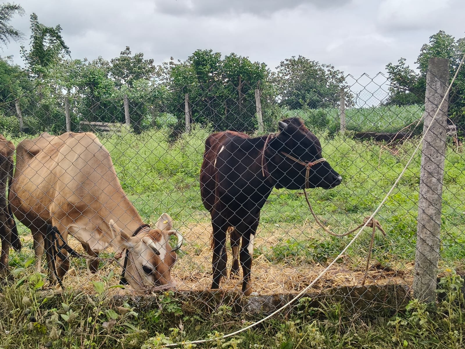 Cows in DK Care's sanctuary
