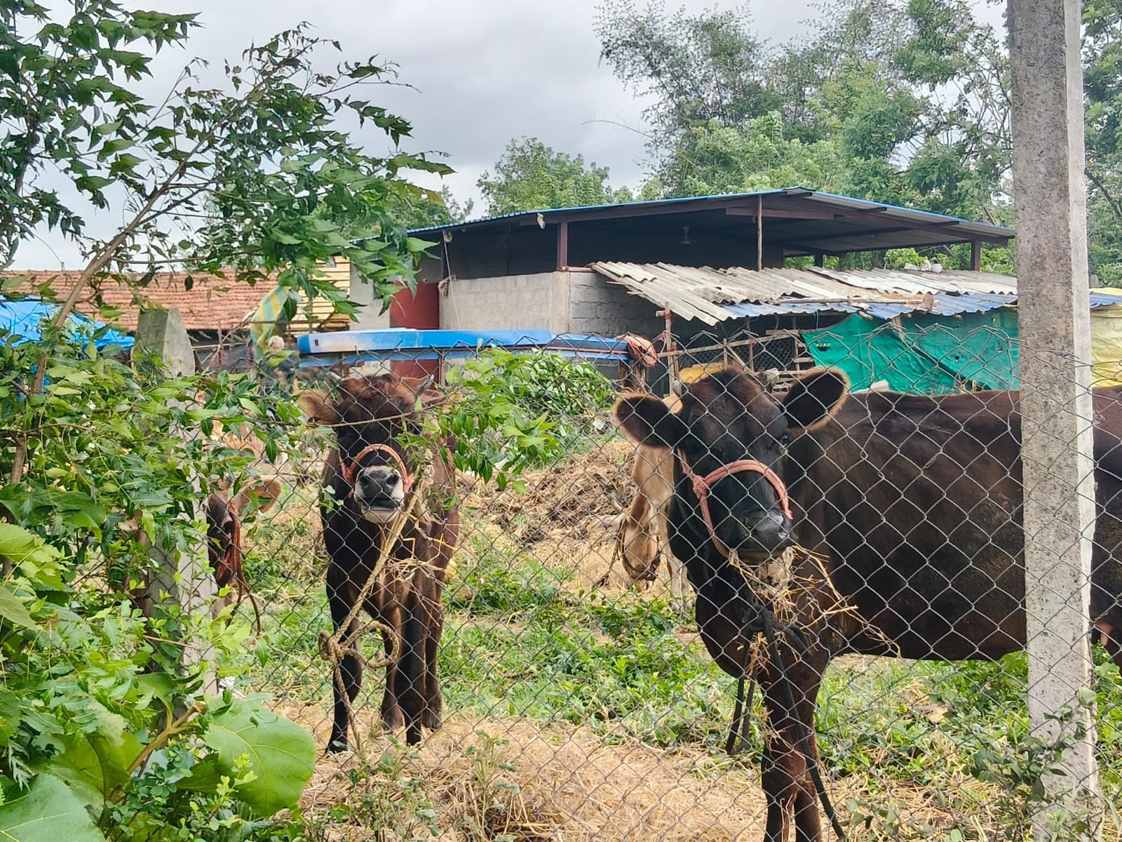 Cows and calves
