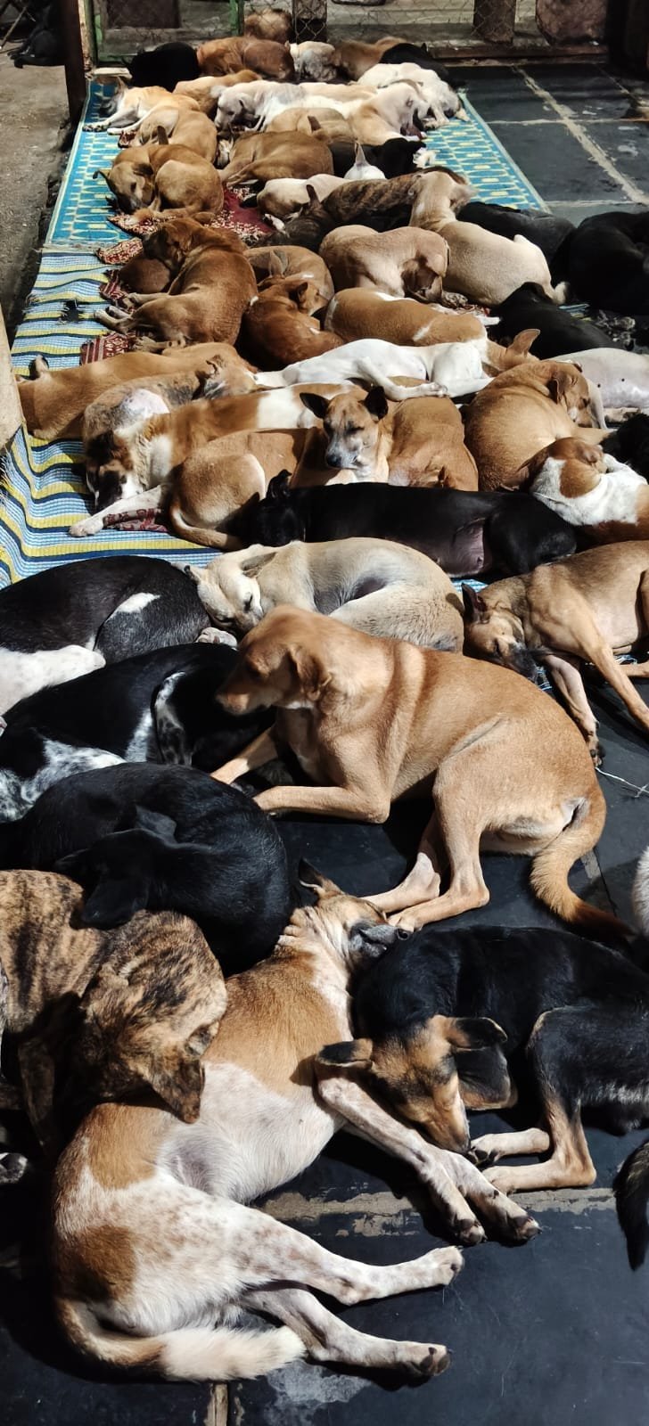 DK Tibetan Animal Care Center