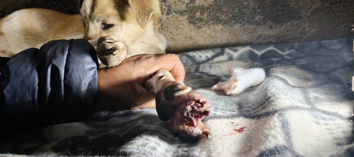 An animal receiving wound care