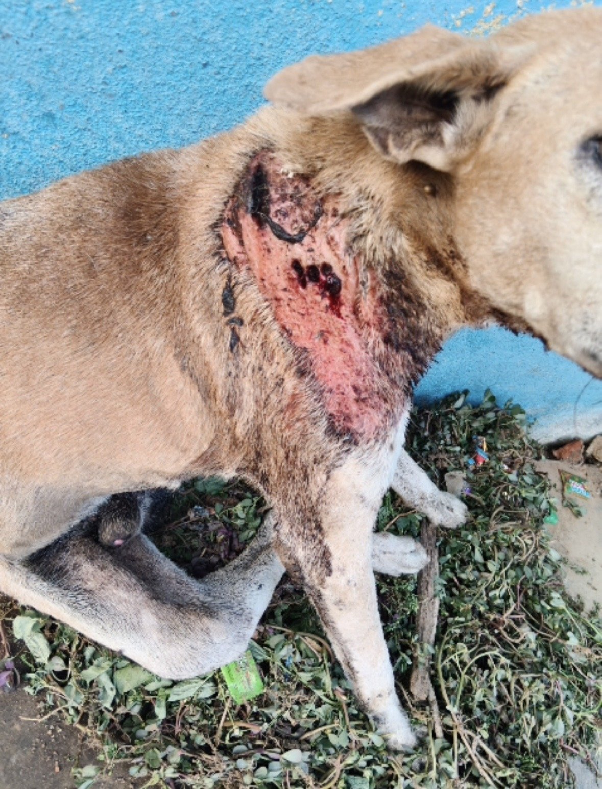 An injured animal being treated