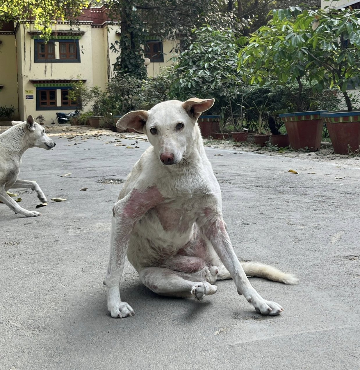 A street dog cared for by our partners