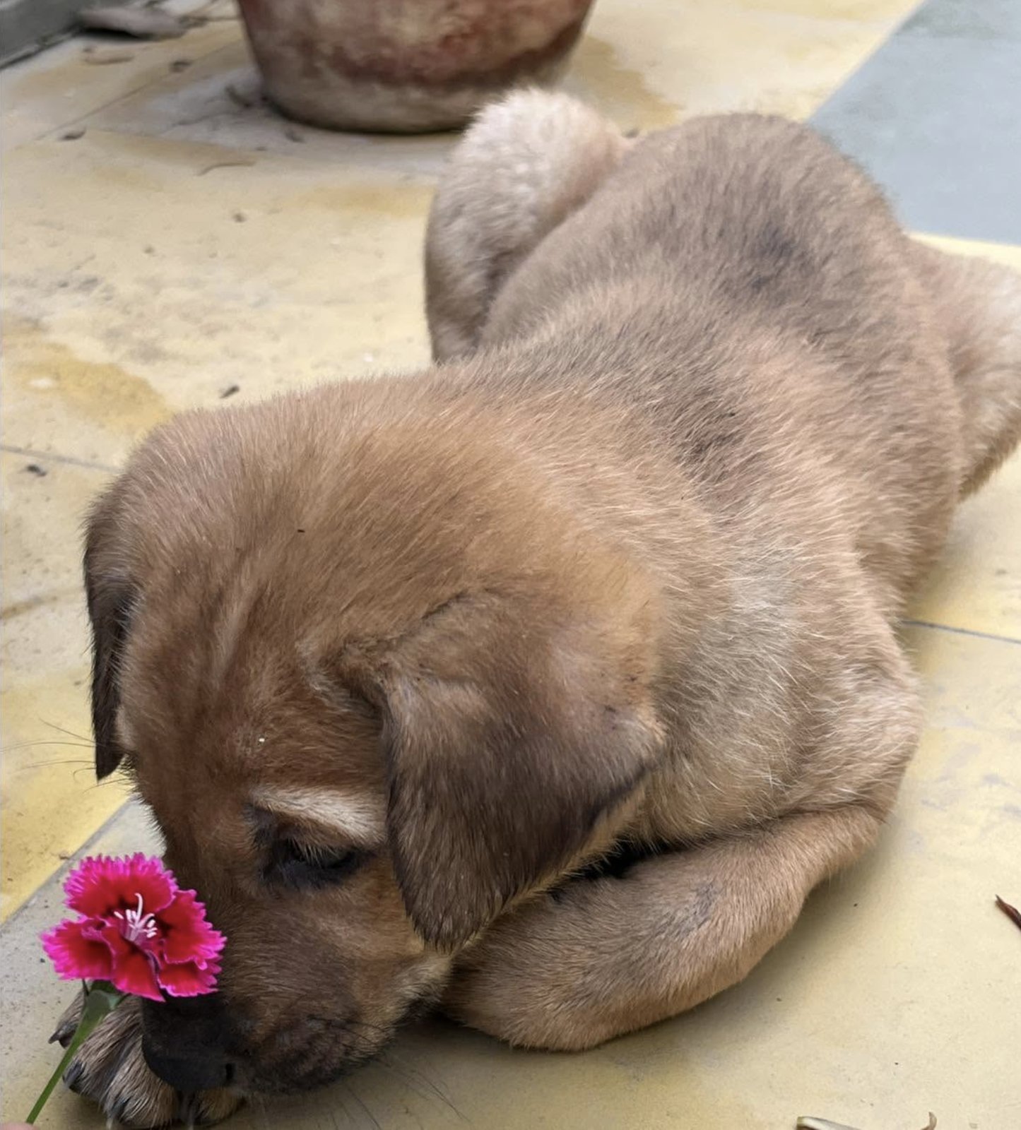 A rescued puppy resting with a flower