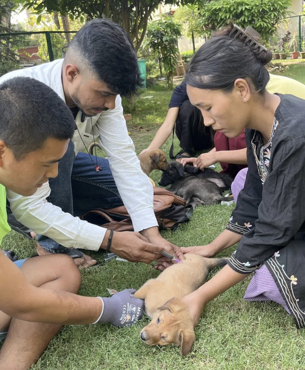 Volunteers vaccinating a puppy