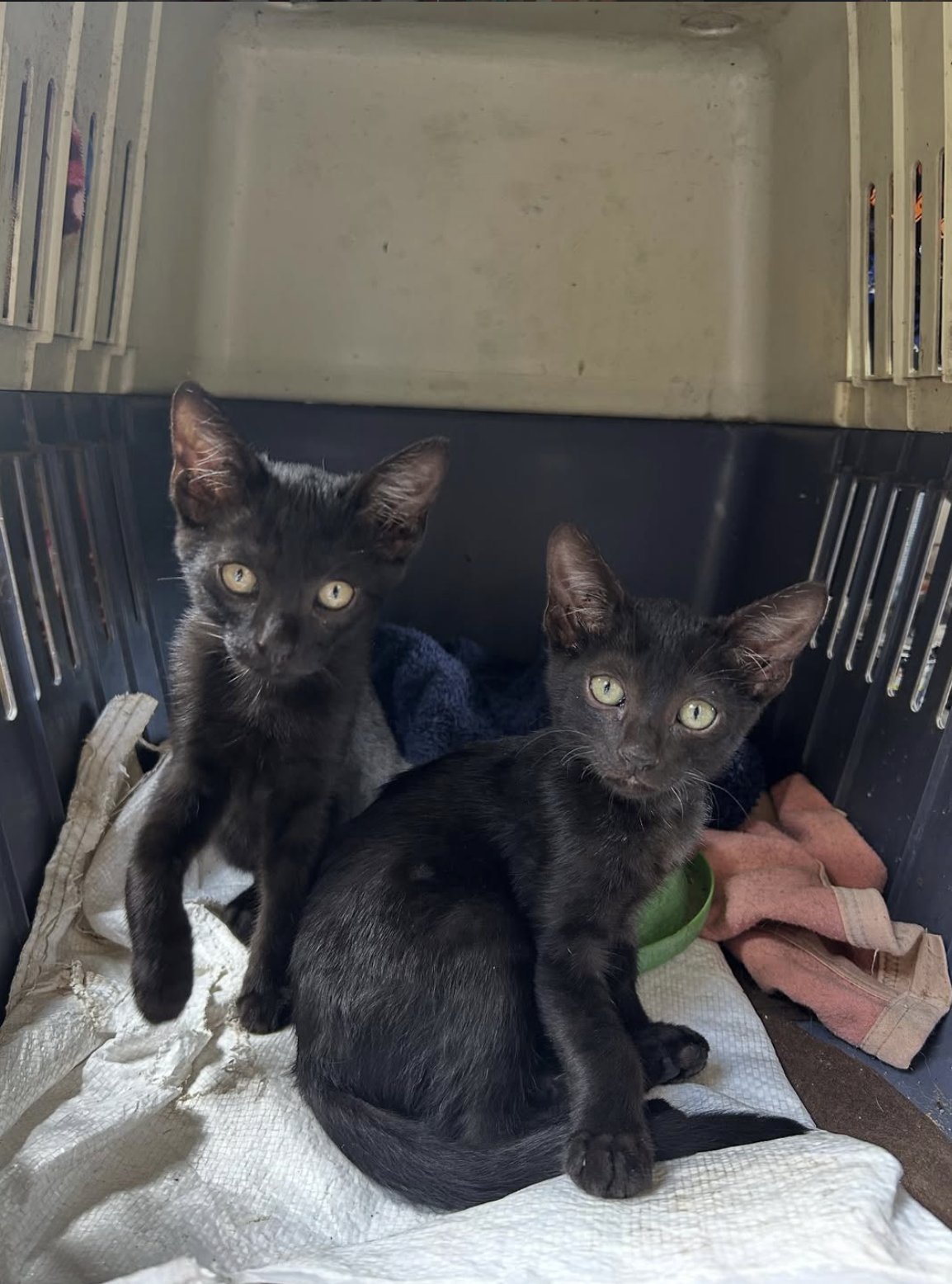 Rescued kittens in Oxsa's care