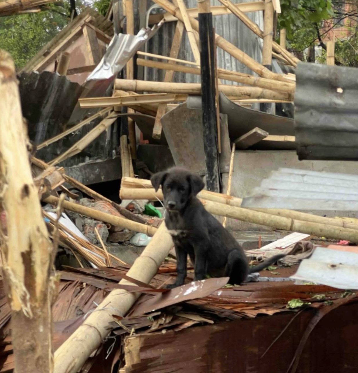 A rescued puppy