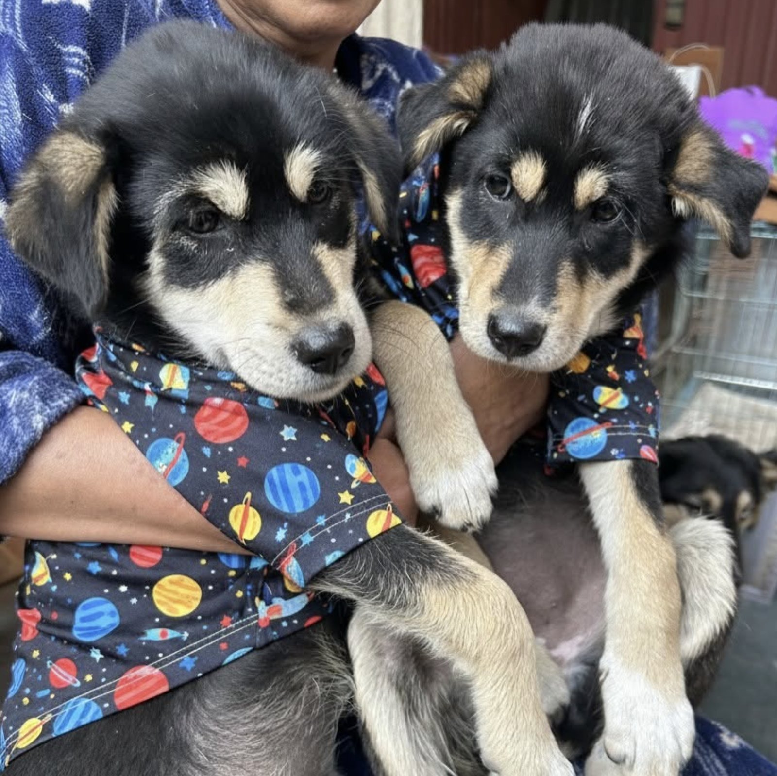Two rescued puppies