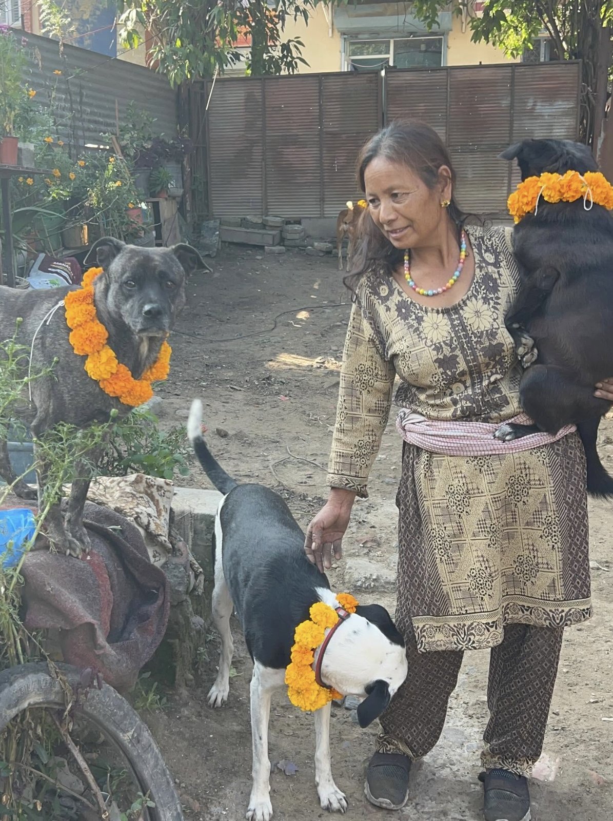 Cared-for dogs with flower garlands