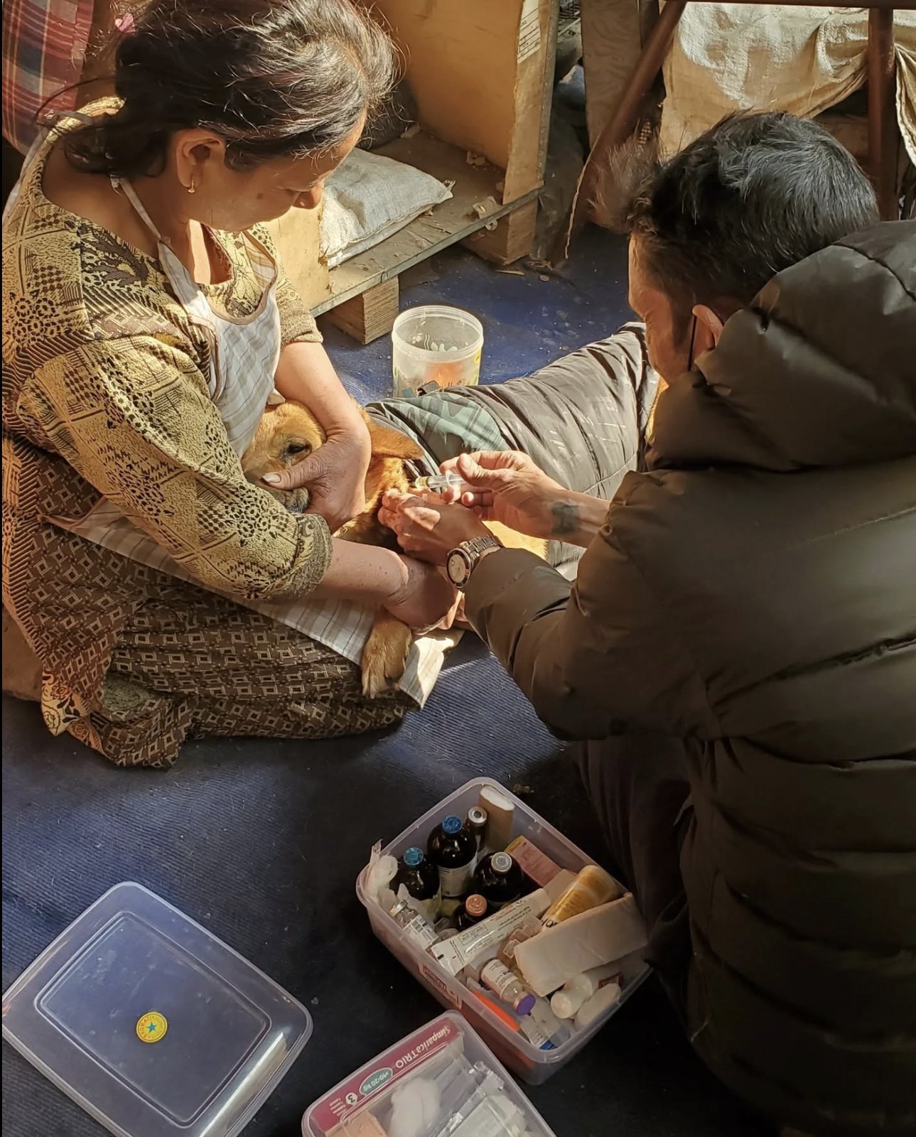 Treating a dog with the medical kit