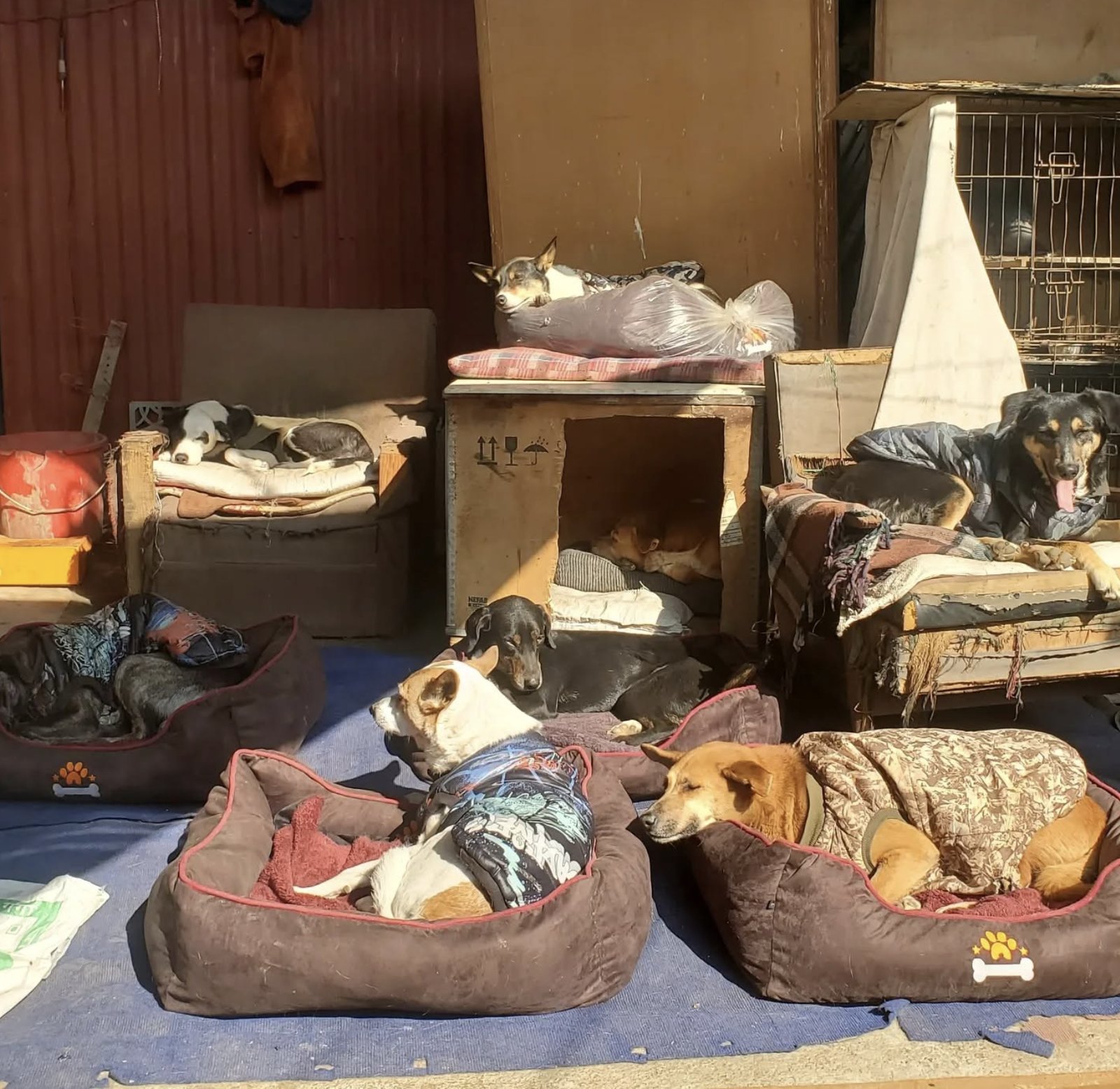 Dogs resting in their shelter beds