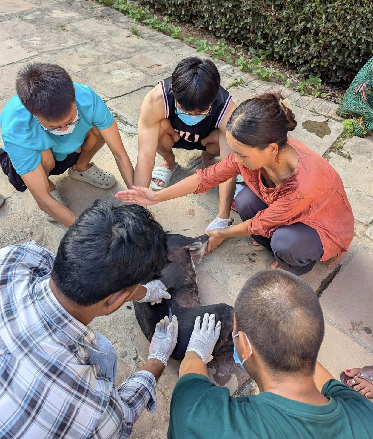 Varna Voluntary Committee for Animals