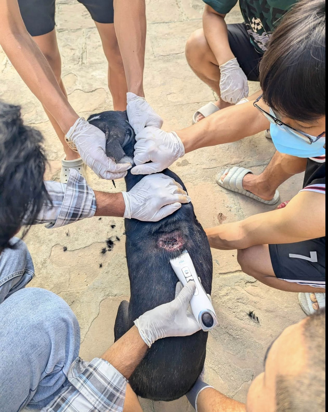 Students treating an injured dog